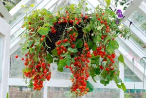 comment faire pousser des tomates à l envers