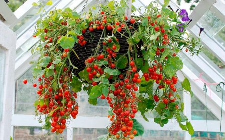 comment faire pousser des tomates à l envers