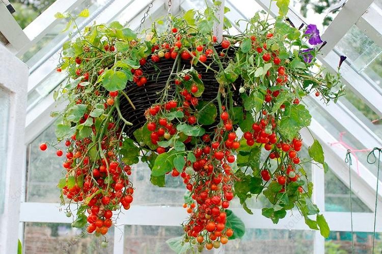 comment faire pousser des tomates à l envers