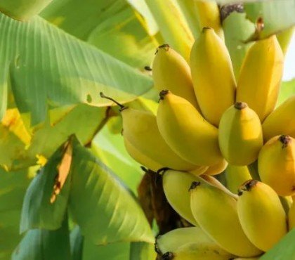 comment savoir si un bananier a soif pot interieur exterieur manque d'eau arrosage en pleine terre