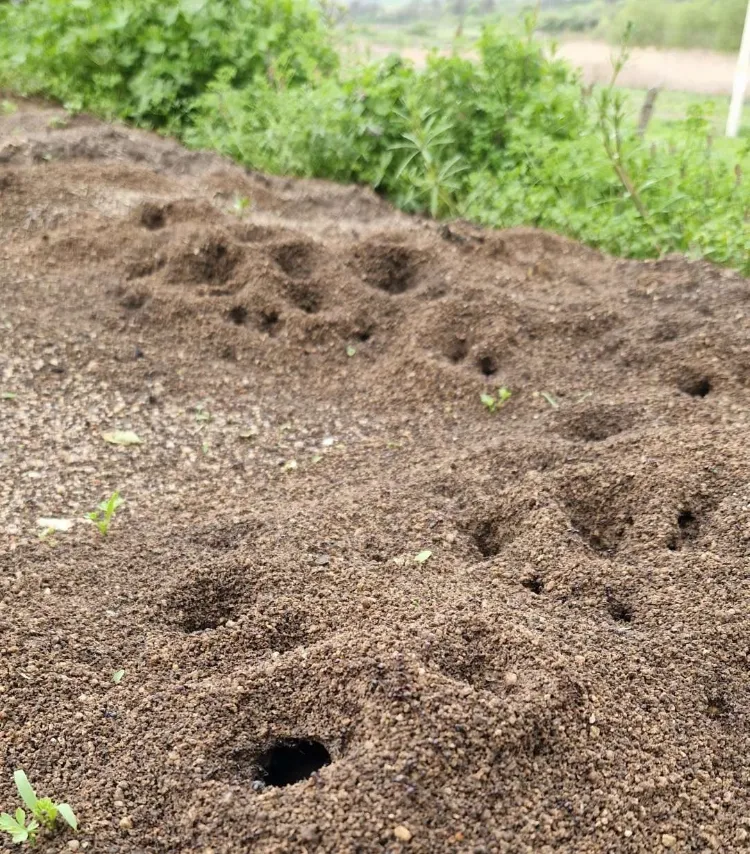 comment se débarrasser d'un nid de fourmis naturellement