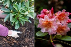 engrais pour rhododendron