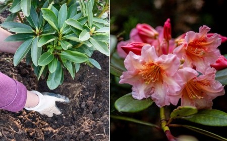 engrais pour rhododendron