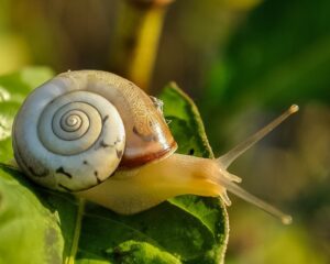 est ce que tous les escargots sont comestibles