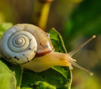 est ce que tous les escargots sont comestibles