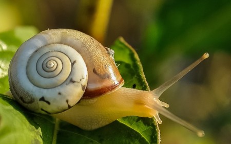 est ce que tous les escargots sont comestibles