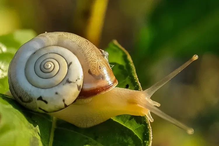 est ce que tous les escargots sont comestibles