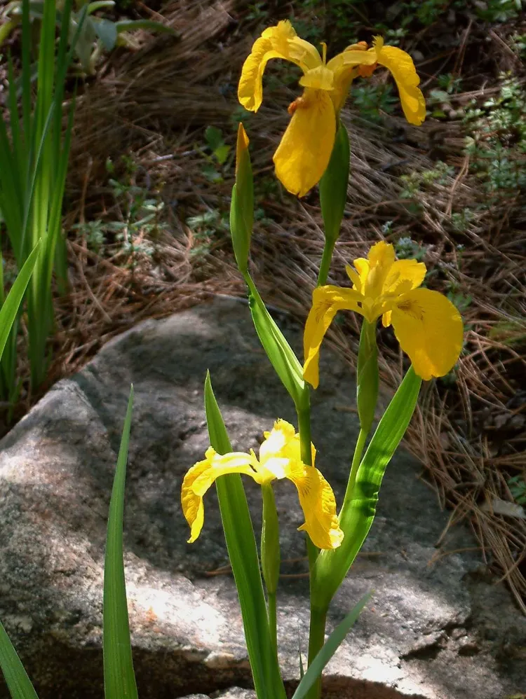 iris pseudoacorus plante fleurs feuillage persistant aquatique bords bassin piscine jardin