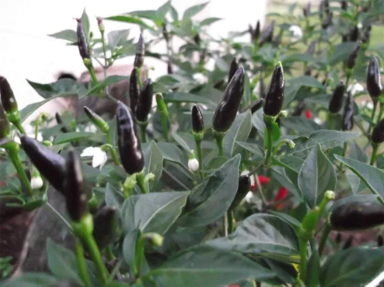 le piment royal myrica gale bois sent bon myrte des marais quel arbre au bord d'un bassin eau piscine sol