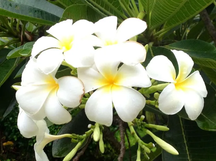 le tiaré quelles fleurs tropicales à cultiver en france artificielles reunion martinique roses exotiques blanches