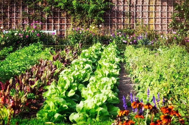 les légumes à ne pas associer au potager