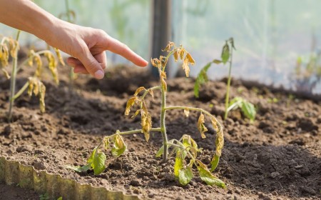 maladies de la tomate brunissement au printemps