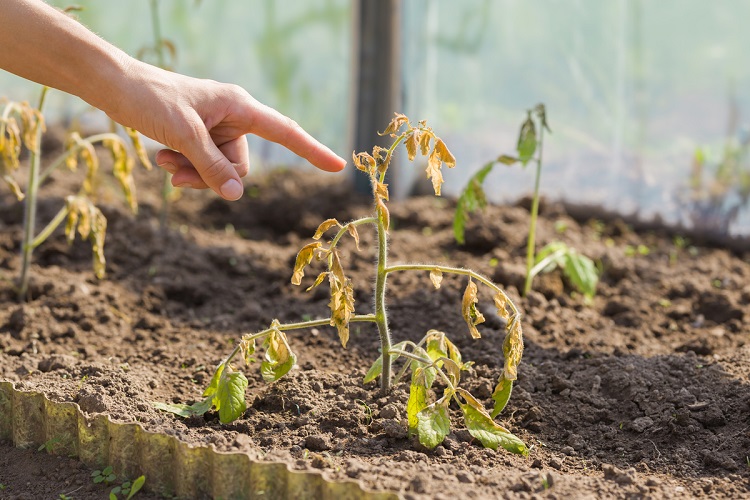 maladies de la tomate brunissement au printemps