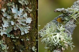 mousses et lichens sur arbres fruitiers