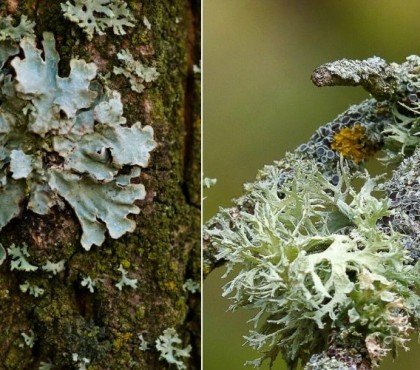 mousses et lichens sur arbres fruitiers