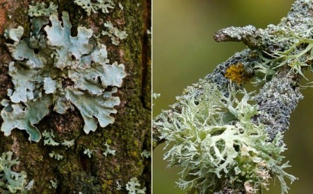 mousses et lichens sur arbres fruitiers