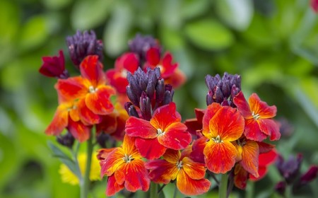 plantes pour sol sec et caillouteux