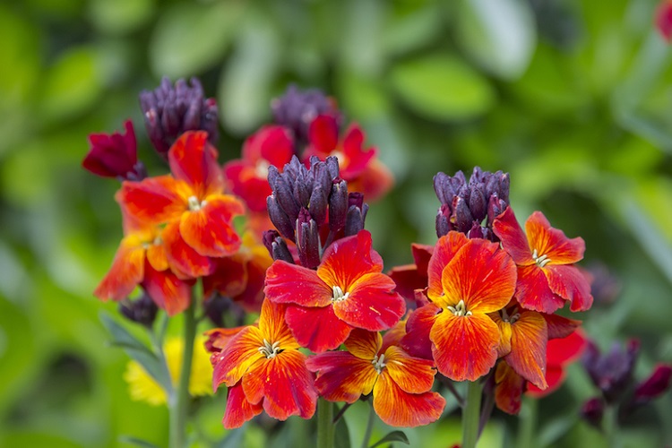 plantes pour sol sec et caillouteux