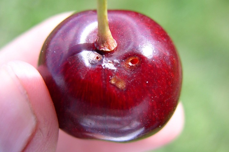 pourquoi mes cerises ont des vers
