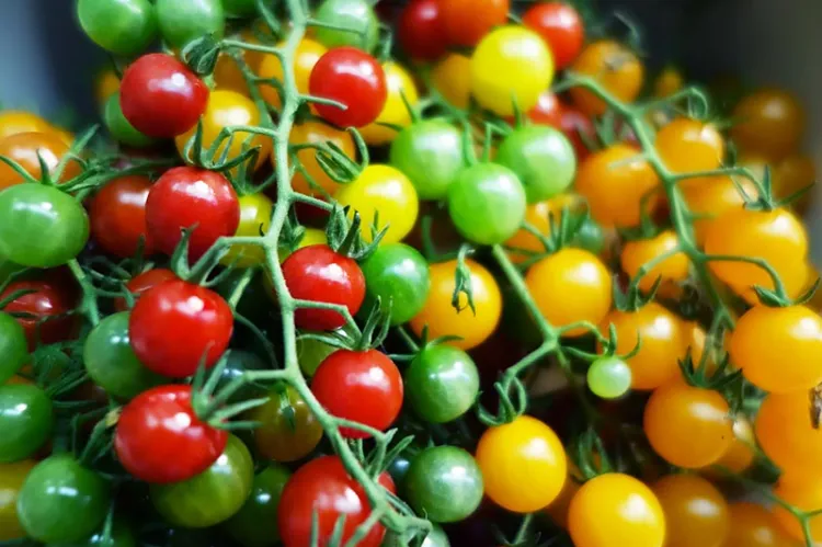 quand et comment planter des tomates cerises bajaja différentes variétés balcon terrasse en pot