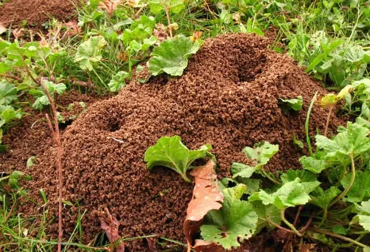 quel est le produit le plus efficace pour tuer les fourmis