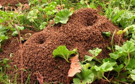 quel est le produit le plus efficace pour tuer les fourmis