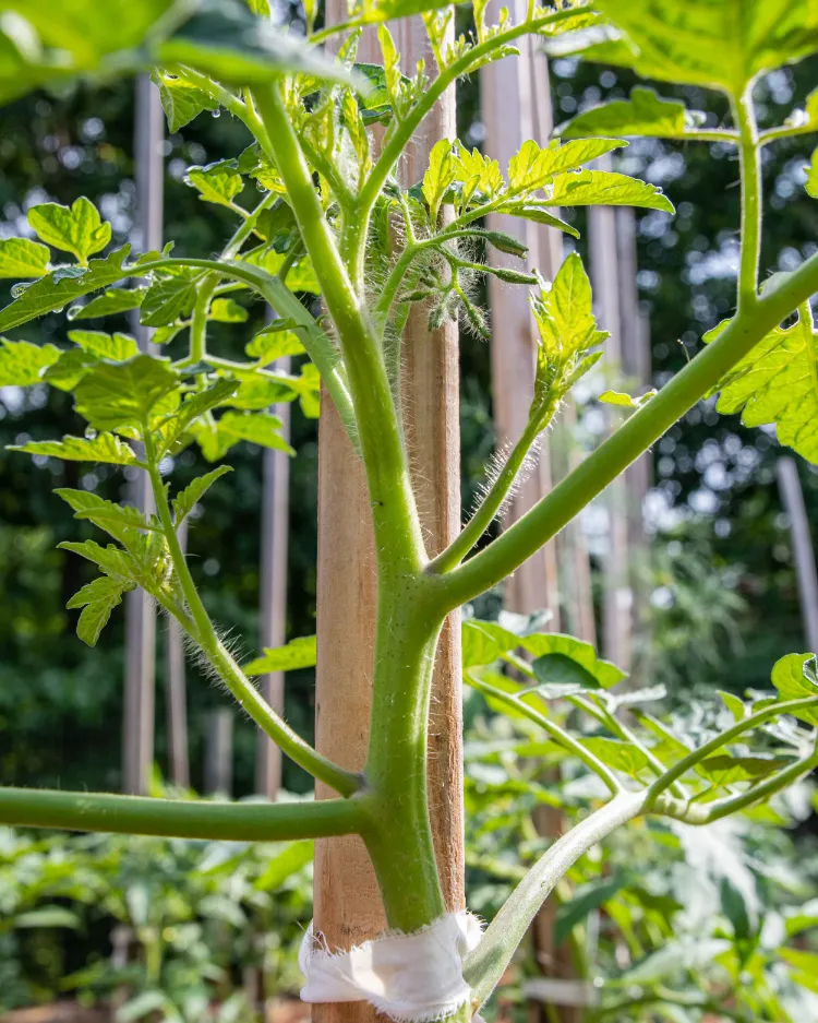 quelle feuille enlever sur un plant de tomate quand et comment effeuiller les plants de tomates au jardin pleine terre ou pot