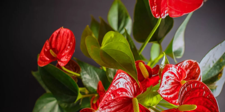 quelles fleurs tropicales à cultiver en france artificielles reunion martinique roses exotiques blanches