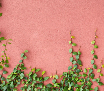 quelles plantes pour un mur pour habiller masquer nord sud vegetal ombre soleil exterieur