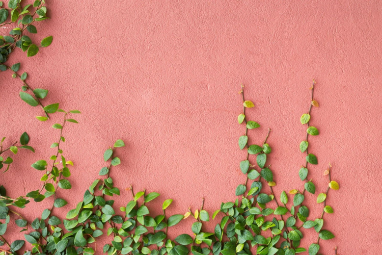 quelles plantes pour un mur pour habiller masquer nord sud vegetal ombre soleil exterieur