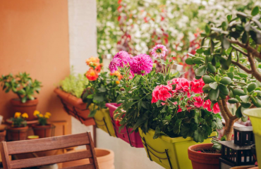 quelles plantes pour une terrasse à l’ombre top 5 fleurs exterieur