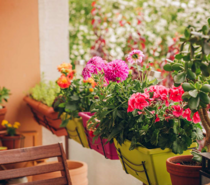 quelles plantes pour une terrasse à l’ombre top 5 fleurs exterieur