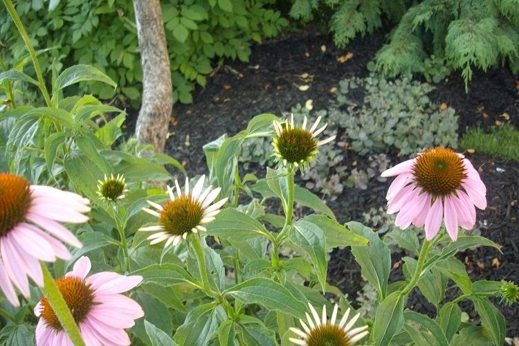 quelles plantes sous un noyer