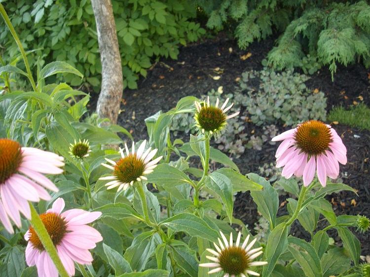 quelles plantes sous un noyer