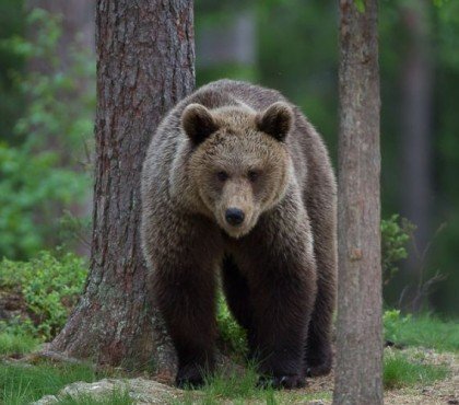 rencontre avec un ours que faire 2023