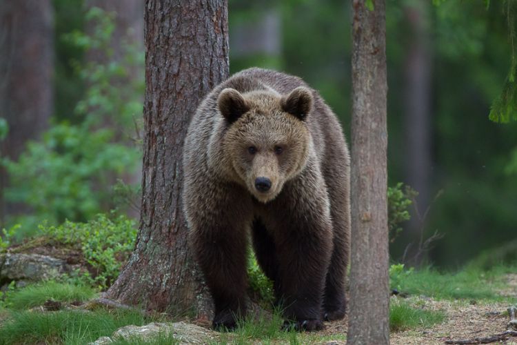 rencontre avec un ours que faire 2023