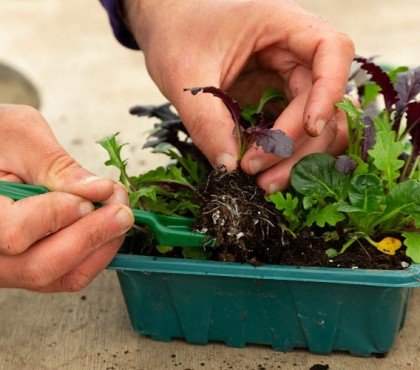 a quel moment quand repiquer semis jardin comment faire conseils astuces repiquage fleurs legumes