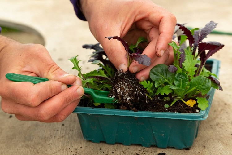 a quel moment quand repiquer semis jardin comment faire conseils astuces repiquage fleurs legumes