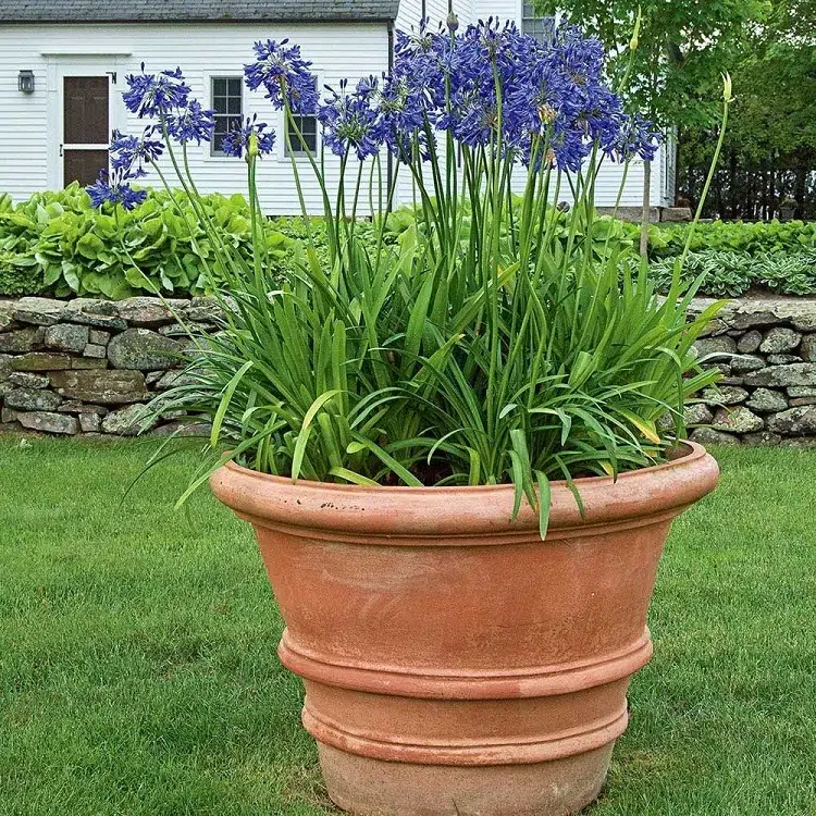 agapanthes en pot jardin planter fleurs avril mai 2023 astuces plantation entretien