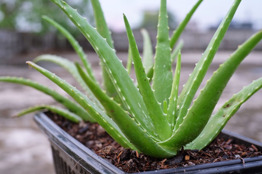 aloe vera sur un balcon plein soleil 2026