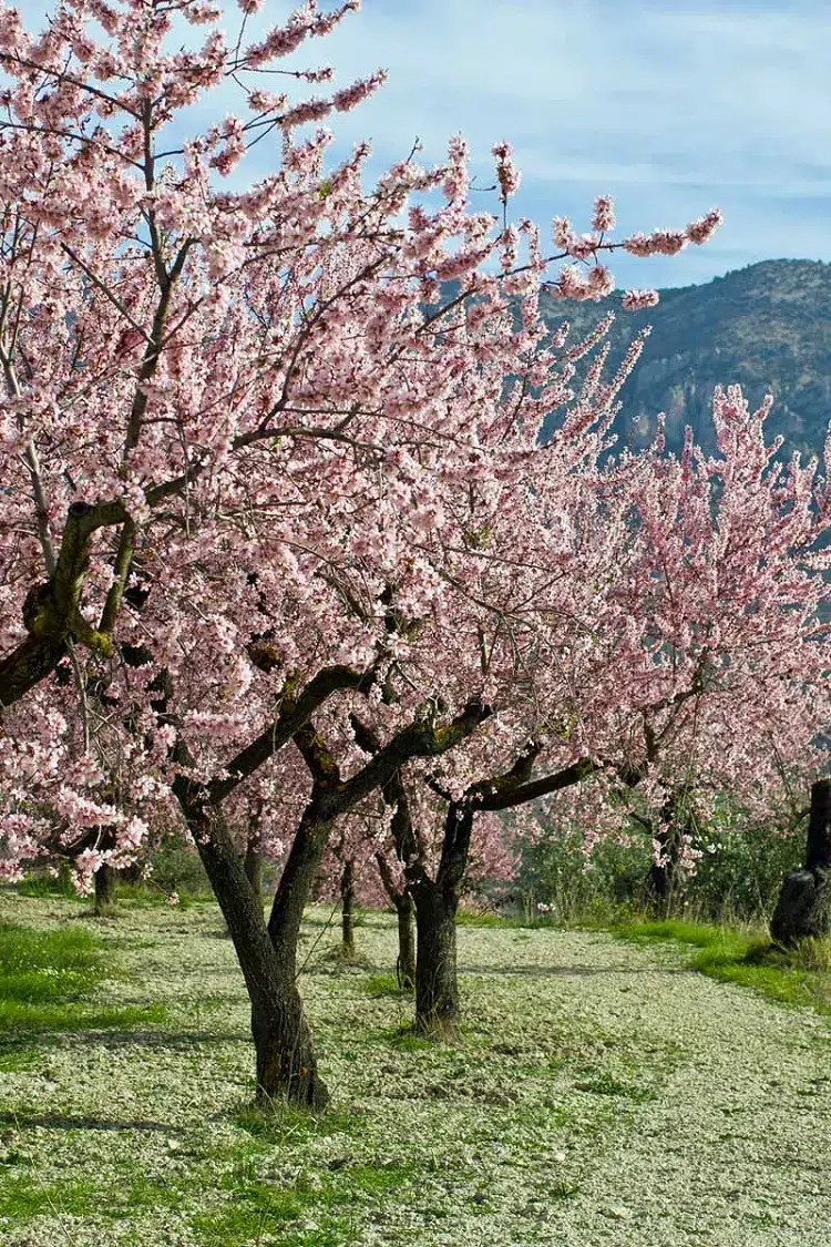 amandier arbre fleurs roses printemps floraison mars facile à cultiver sans entretien