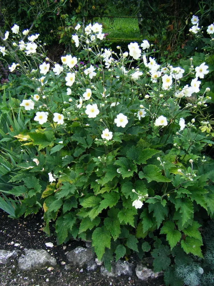 anemona japonica plante fleurs pour fleurir les bords bassin jardin