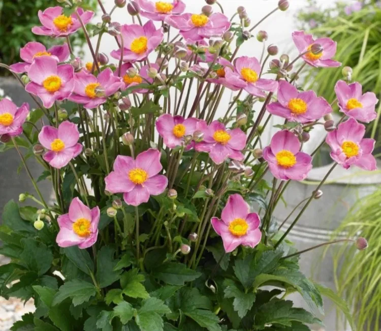 anemone japonaise idée plante vivace en pot balcon terrasse sans entretien