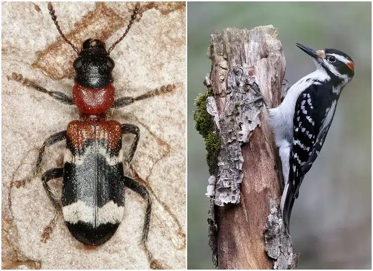animaux insectes qui tuent les scolytes comment détruire les scolytes quel animal mange les scolytes