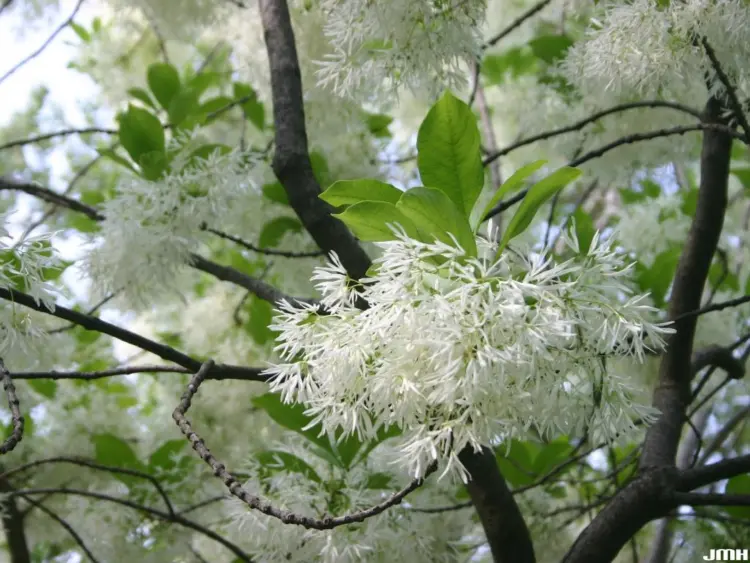 arbre de neige plantation entretien