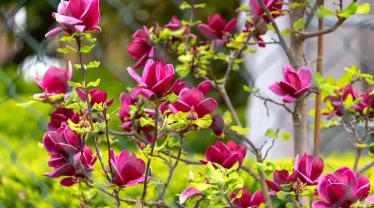 arbres à floraison printanière pour le jardin qui fleurissent en rose