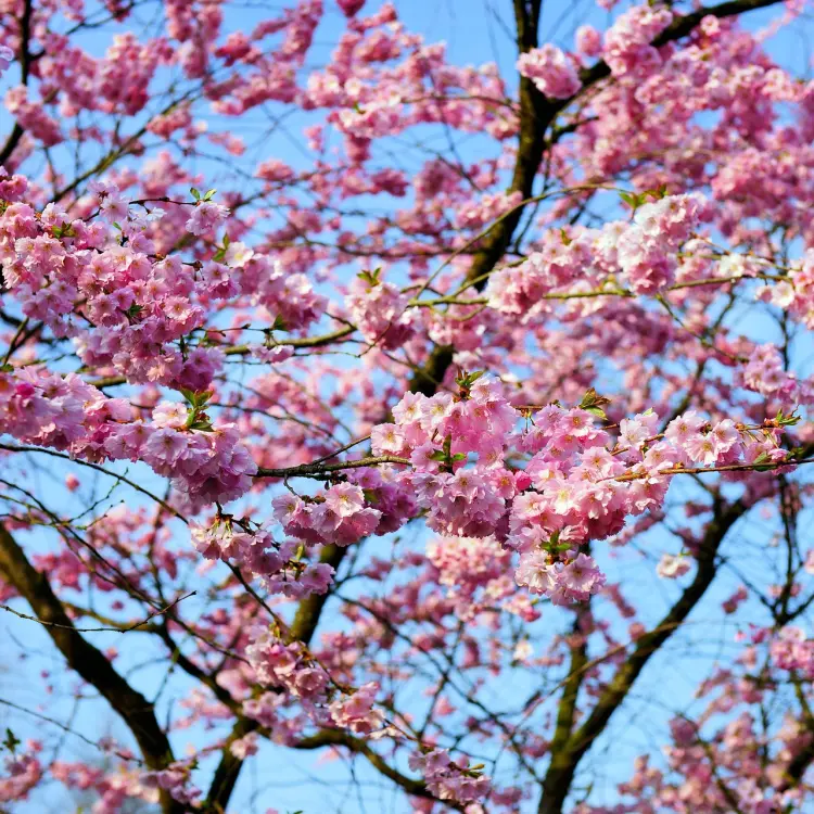 arbres à floraison printanière rose cerisier du japon