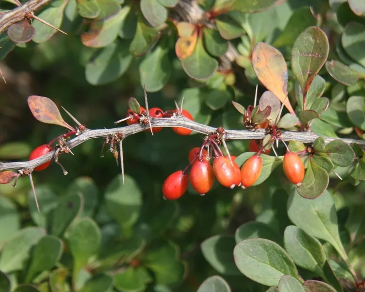 arbuste à baies rouges comestibles berberis