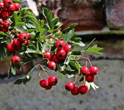 arbuste decoratif a baies rouges