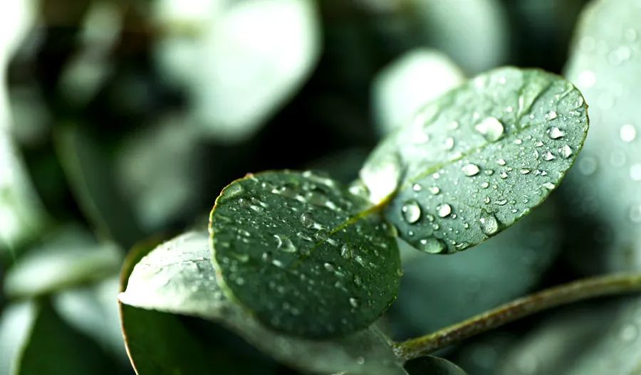 arrosage d'un eucalyptus trop sec